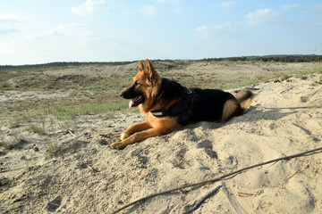 Young German Shepherd on the sand. Bledow Desert, Silesia, Poland.