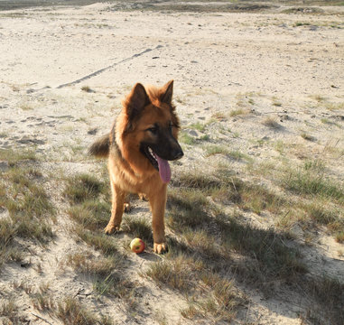 Young German Shepherd on the sand. Bledow Desert, Silesia, Poland.
