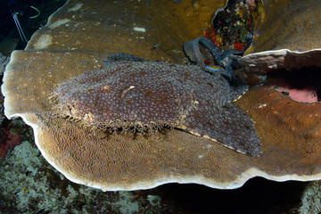 Incredible underwater world - Tasselled wobbegong - Eucrossorhinus dasypogon. Raja Ampat, Indonesia.