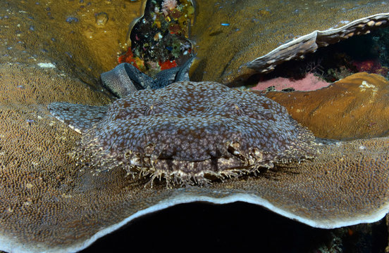 Incredible underwater world - Tasselled wobbegong - Eucrossorhinus dasypogon. Raja Ampat, Indonesia.