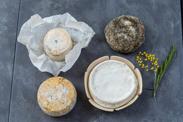 Corsican specialities varity of goat and sheep cheese with mimosa flower, on a grey slate background