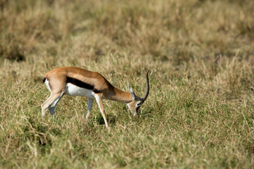 Thomson's Gazelle's grazing at Masai Mara grassland