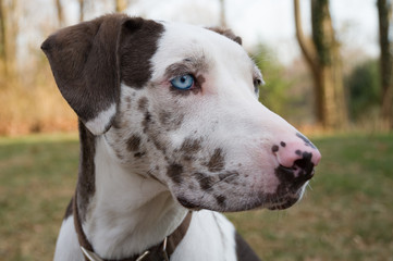 Close up of Catahoula leopard dog with blue eye