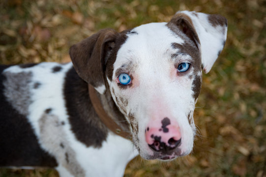 Close up of Catahoula leopard dog with heterochromia
