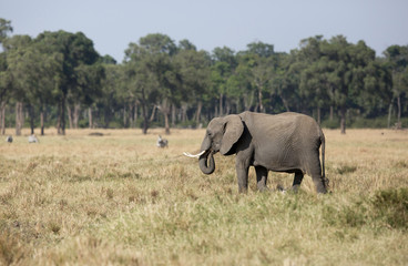 African elephants grazing at Masai Mara