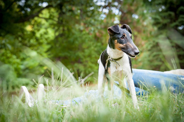 Smooth fox terrier stands outside