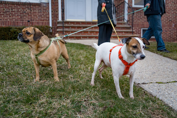 Two small dogs cross leashes