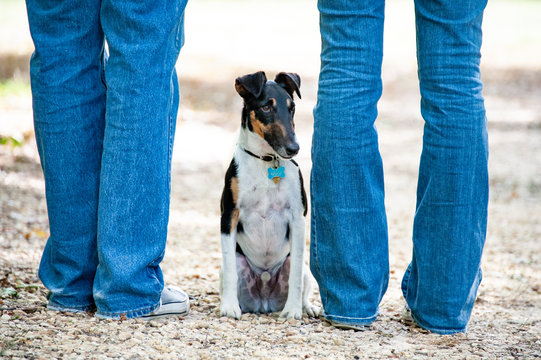 Smooth fox terrier stands between two people
