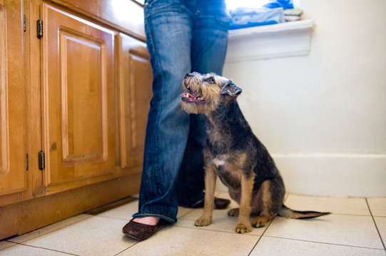 Border terrier sits in kitchen