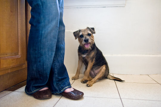 Border terrier sits in kitchen