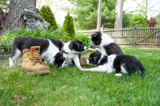 Puppies chew on boots