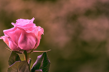 Rose in pink, Hintergrund, zum Beschreiben