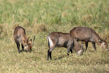 Waterbucks in the Savannah grassland of Masai Mara, kenya
