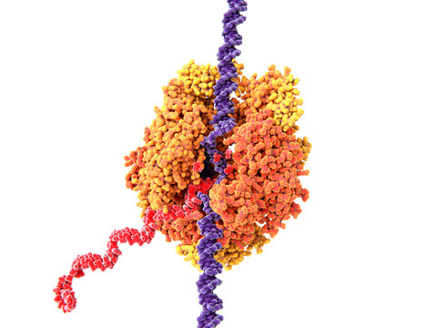 RNA Polymerase II Transcribing DNA Into RNA.