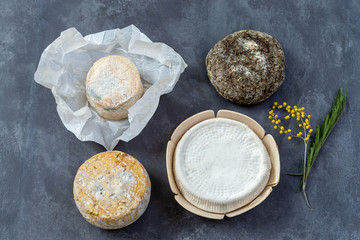 Corsican specialities varity of goat and sheep cheese with mimosa flower, on a grey slate background