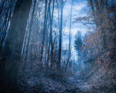 Misty and Foggy Trail