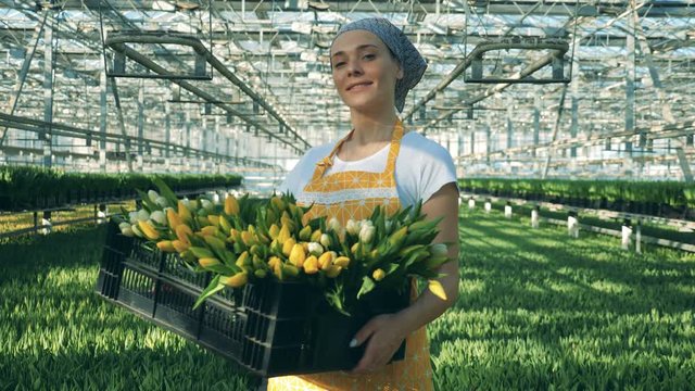 Smiling young woman is standing in the warmhouse with a box of tulips