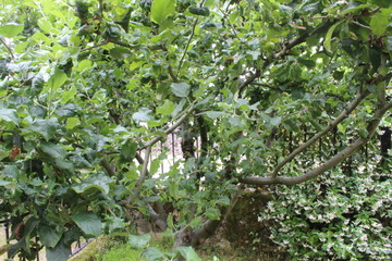 Close-up apple tree