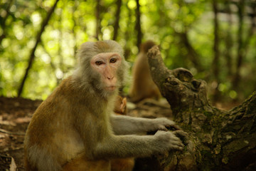 Wild Monkey at Zhangjiajie China