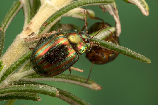 Rosemary beetle (Scientific name: Chrysolina americana)