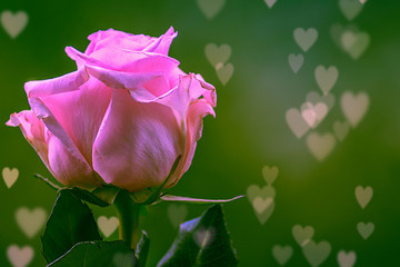 Rose in pink mit Herzen