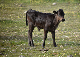 toro en españa