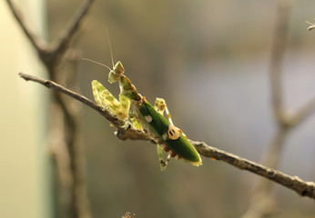 Mantis Creobroter nebulosa closeup