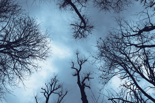 From below of leafless trees silhouette under dark blue sky, Spain
