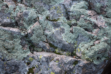 Lichens on a rock