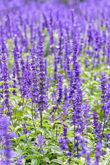 Fototapeta premium Fioletowe lub niebieskie kwiaty piękna natura Salvia Farinacea lub Mealy Cup Sage w ogrodzie kwiatowym