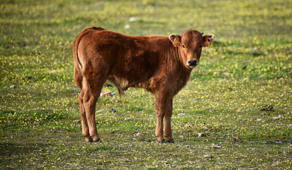 toro en españa