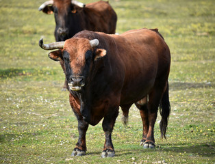 toro en españa