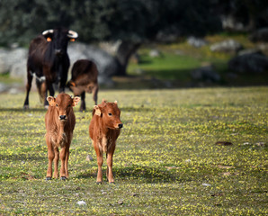 toro en españa