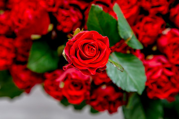 fresh red rose over other roses and leaves. background