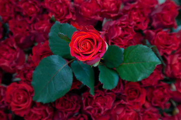fresh red rose over other roses and leaves. background