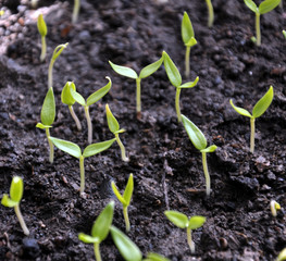 Growing seedlings sweet peppers