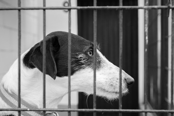 caged dog, with sad face