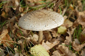 Red fly agaric mushroom or toadstool in the grass. Toxic mushroom. Summer forest scene. Ecotourism activity.