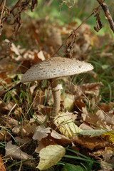 Red fly agaric mushroom or toadstool in the grass. Toxic mushroom. Summer forest scene. Ecotourism activity.