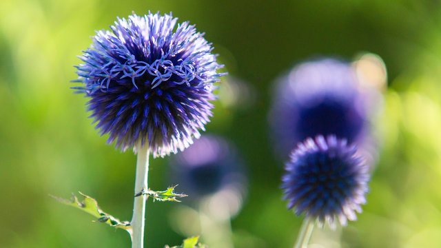Distel 이미지 – 찾아보기 17,835 스톡 사진, 벡터 및 비디오 | Adobe Stock