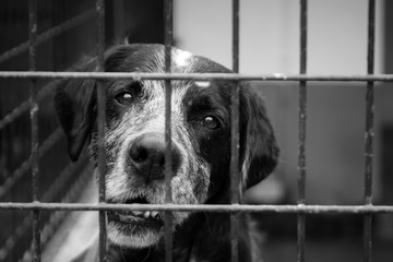 caged dog, with sad face