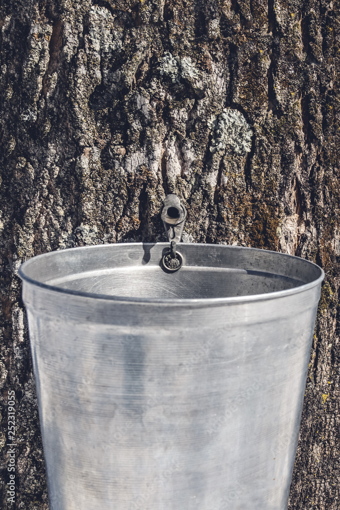 Wall mural pail attached to a maple tree to collect sap