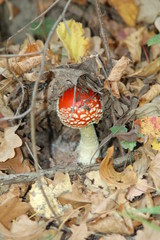 Red fly agaric mushroom or toadstool in the grass. Toxic mushroom. Summer forest scene. Ecotourism activity.