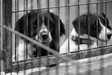 caged dog, with sad face