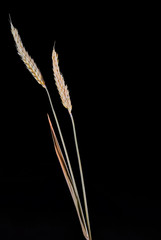 Triticum wheat isolated 