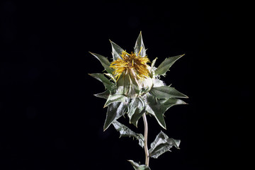 Dried yellow Safflower. yellow thistle isolated on black