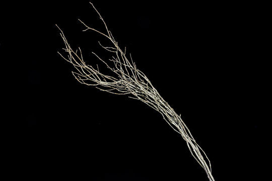 Dry sweet huck  branch, isolated on white background. 