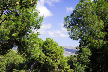 Fototapeta na wymiar Mountains and blue sky, view from Mount Gibralfaro, Malaga. The sky is framed by branches of coniferous green trees. Sunny day.