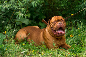 Dogue de Bordeaux at the show