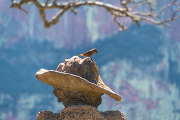 A small bird in a rock with some mountains in the back